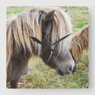 Reloj Cuadrado Tan Coloured Shetland Pony,