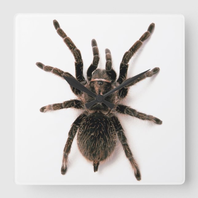 Reloj Cuadrado Tarantula Spider Wall Clock (Anverso)