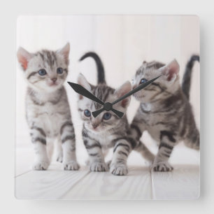 Reloj Cuadrado Three American Shorthair Playing