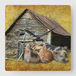 Reloj Cuadrado Three Little Pigs At The Rustic Barn Snoozing