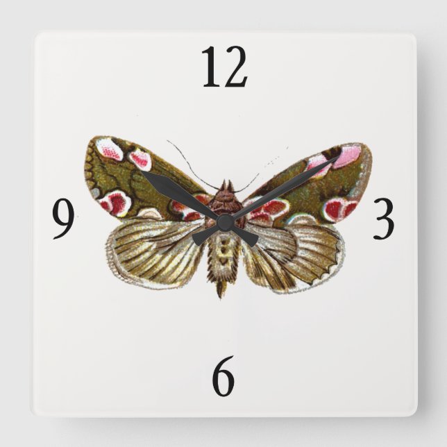 Reloj Cuadrado Thyatira batis - The Peach Blossom Moth (Anverso)