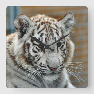 Reloj Cuadrado Tigre20151001