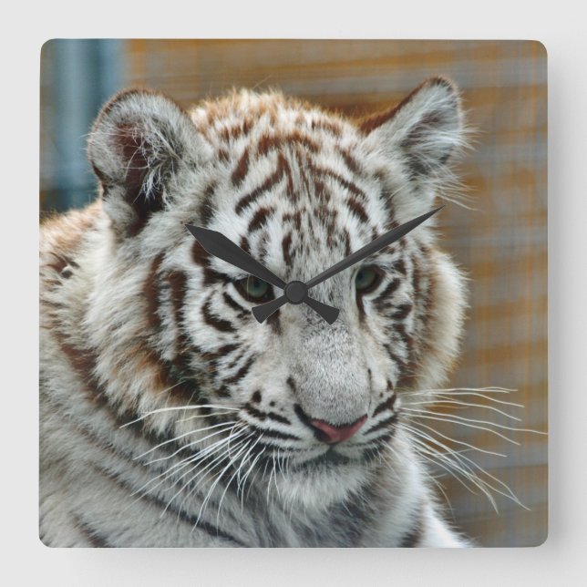 Reloj Cuadrado Tigre20151001 (Anverso)
