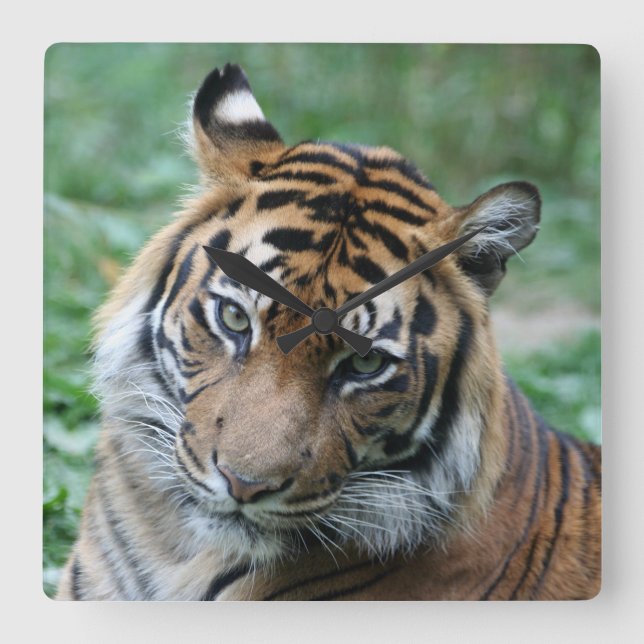 Reloj Cuadrado Tigre 013 (Anverso)