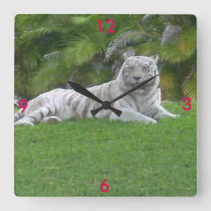 Reloj Cuadrado Tigre Blanco Descansando en Pradera Verde Iluminad