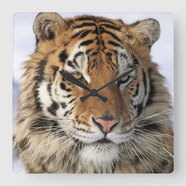 Reloj Cuadrado Tigre siberiano, Panthera tigris altaica, Asia (Anverso)
