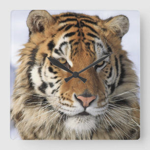 Reloj Cuadrado Tigre siberiano, Panthera tigris altaica, Asia