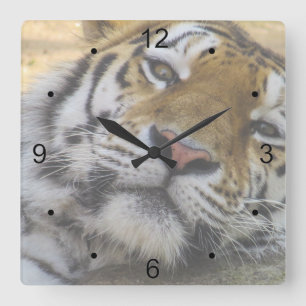 Reloj Cuadrado Tigre somnoliento