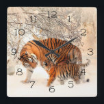 Reloj Cuadrado Tigres de invierno<br><div class="desc">Tigres de mamá y bebé en un bosque de invierno Es hora de mostrar tu arte favorito, fotos y texto con un reloj de pared redonda personalizado de Zazzle. Disponible en dos tamaños, este reloj de pared está fabricado con el proceso de impresión AcryliPrint®HD; luce cualquier diseño de la forma...</div>