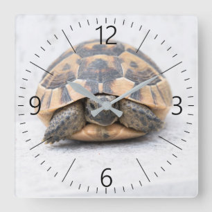 Reloj Cuadrado Tortuga