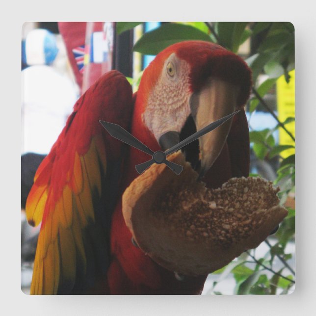 Reloj Cuadrado Tostada de loro de Macaw escarlata (Anverso)