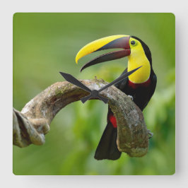 Reloj Cuadrado Toucan sentado en la rama del bosque