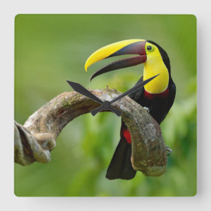 Reloj Cuadrado Toucan sentado en la rama del bosque