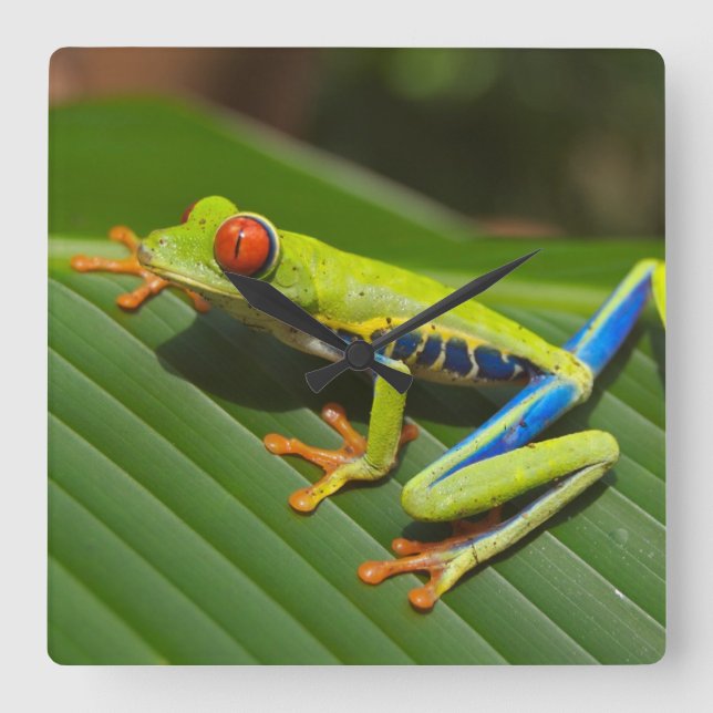 Reloj Cuadrado Tree Frog (Anverso)