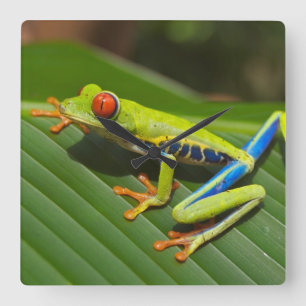 Reloj Cuadrado Tree Frog