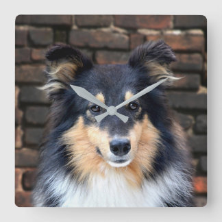Reloj Cuadrado Tricolor Sheltie
