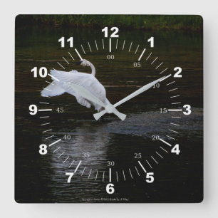 Reloj Cuadrado Trumpeter Swan