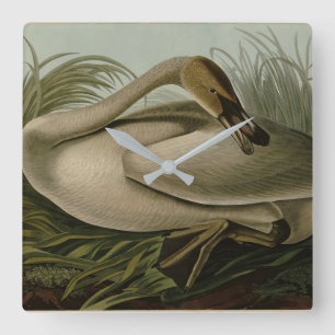 Reloj Cuadrado Trumpeter Swan - de los pájaros de Estados Unidos 