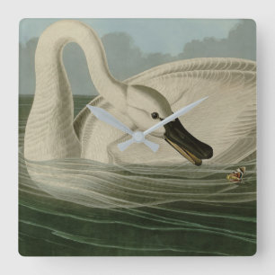 Reloj Cuadrado Trumpeter Swan - de los pájaros de Estados Unidos 