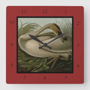 Reloj Cuadrado Trumpeter Swan - from Audubon's Birds of America