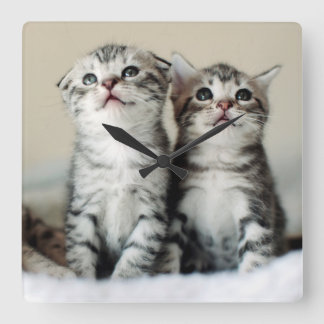 Reloj Cuadrado Two Cute Kittens