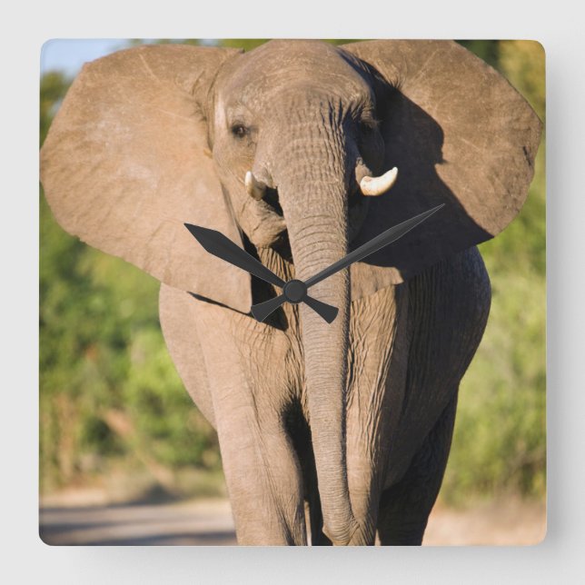Reloj Cuadrado Un elefante africano (Loxodonta Africana) camina (Anverso)