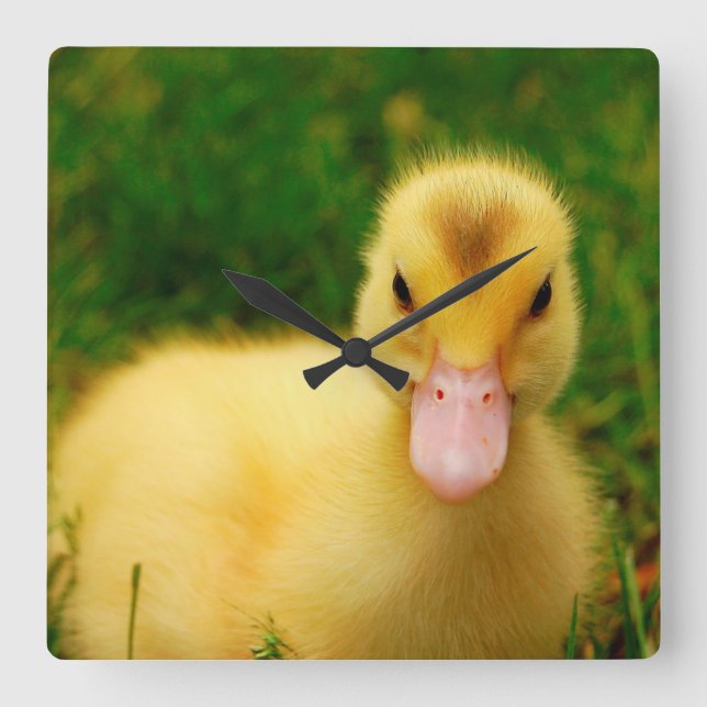 Reloj Cuadrado Un Pequeño Duckling (Anverso)