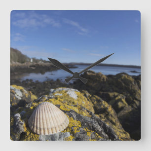 Reloj Cuadrado Un Seashell se sienta en una roca el   Dumfries,