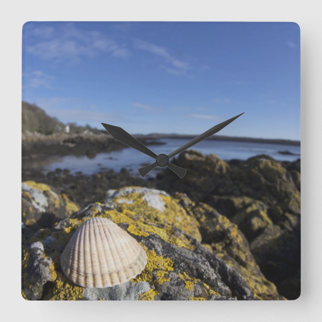 Reloj Cuadrado Un Seashell se sienta en una roca el | Dumfries, (Anverso)