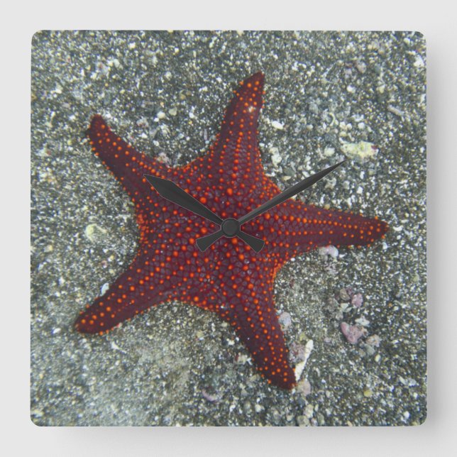 Reloj Cuadrado Una estrella de mar roja el | las Islas Galápagos, (Anverso)