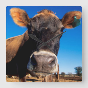 Reloj Cuadrado Una vaca Jersey siendo curiosa