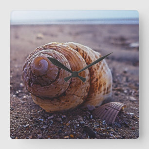 Reloj Cuadrado Una Vista De Macro De Un Shell De Espiral