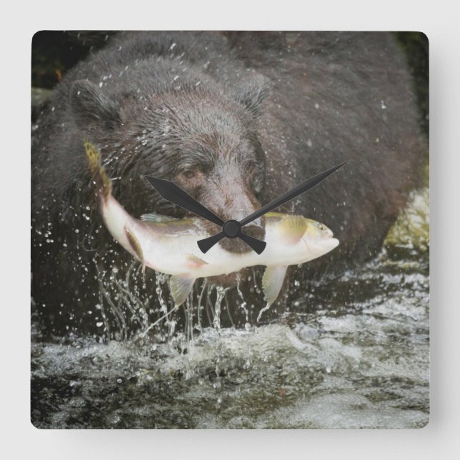 Reloj Cuadrado USA, Alaska, Anan Creek. Close-Up Of Black Bear (Anverso)