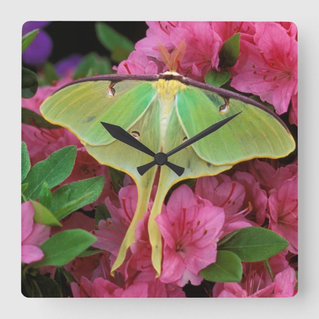 Reloj Cuadrado USA, Pennsylvania. Luna moth on pink clematis (Anverso)