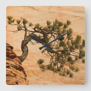 Reloj Cuadrado USA, Utah, Zion National Park. Pine tree