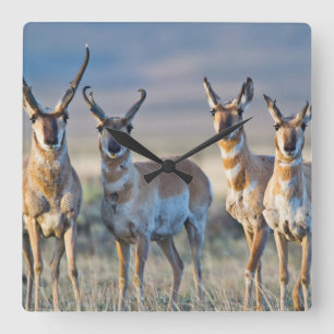 Reloj Cuadrado USA, Wyoming, Four Pronghorn antelope bucks