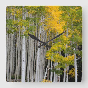 Reloj Cuadrado Utah. USA. Aspen Trees (Populus Tremuloides)