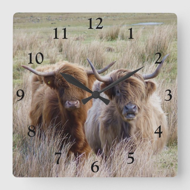 Reloj Cuadrado Vacas Highland de Escocia (Anverso)