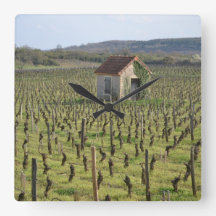 Viñedo en la Francia de Borgoña