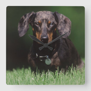 Reloj Cuadrado Vista de Dachshund de color moteado