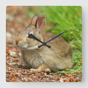 Reloj Cuadrado WA, Redmond, Eastern Cottontail baby rabbit