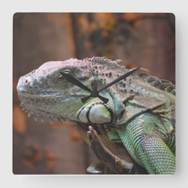Reloj Cuadrado Wall Clock  with colourful Iguana lizard (Anverso)