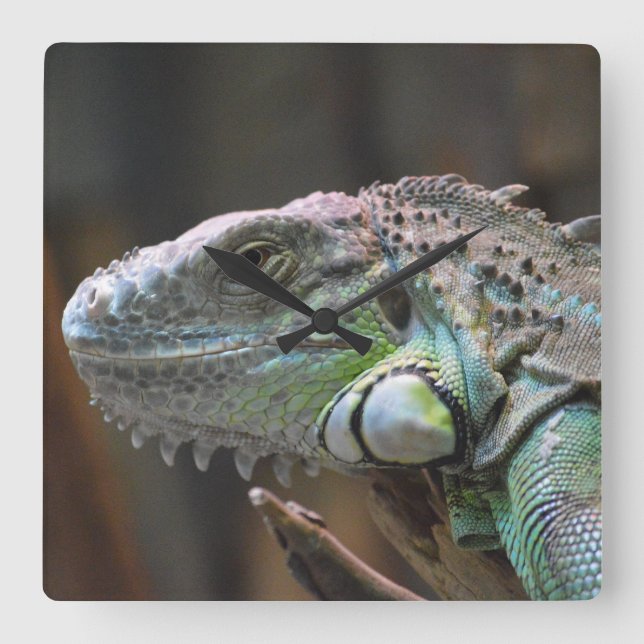 Reloj Cuadrado Wall Clock with head of colourful Iguana lizard (Anverso)