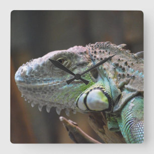 Reloj Cuadrado Wall Clock with head of colourful Iguana lizard