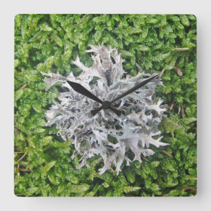Reloj Cuadrado Wanduhr helle Flechte auf grünem Moos