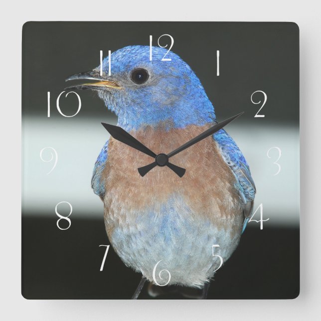 Reloj Cuadrado Western bluebird (Anverso)