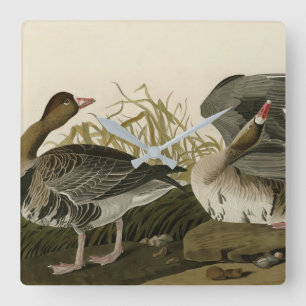 Reloj Cuadrado White-fronted Goose from Audubon Birds of America