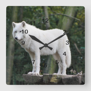 Reloj Cuadrado White Wolf salvaje