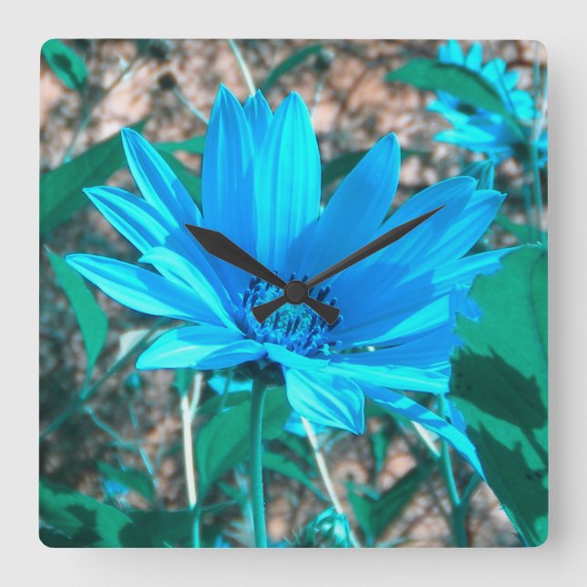 Reloj Cuadrado Wild Blue Sunflower Wall Clock (Anverso)