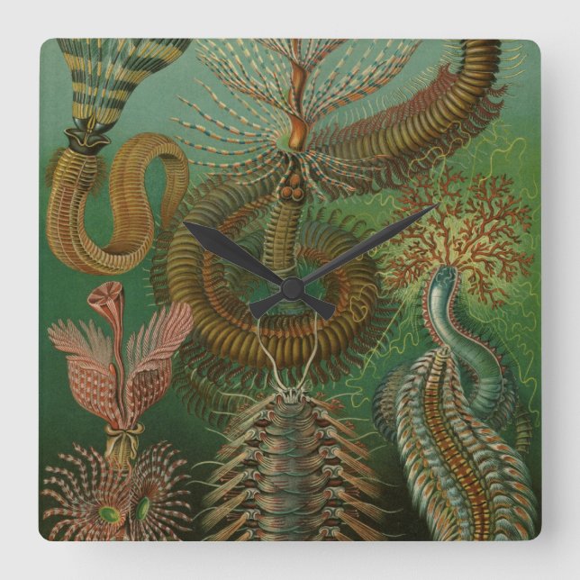 Reloj Cuadrado Worms de época Annelids Chaetopoda por Ernst Haeck (Anverso)